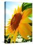 Sunflower-null-Stretched Canvas