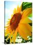 Sunflower-null-Stretched Canvas