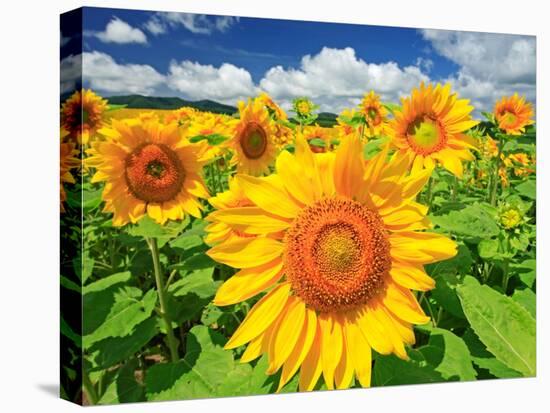 Sunflower-null-Stretched Canvas