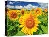 Sunflower-null-Stretched Canvas