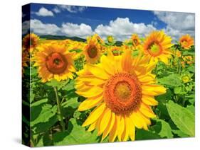 Sunflower-null-Stretched Canvas