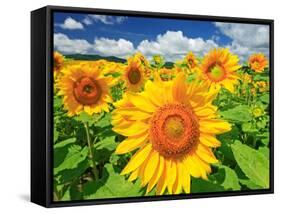 Sunflower-null-Framed Stretched Canvas