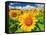 Sunflower-null-Framed Stretched Canvas