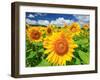 Sunflower-null-Framed Premium Photographic Print