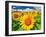 Sunflower-null-Framed Premium Photographic Print