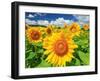 Sunflower-null-Framed Premium Photographic Print