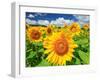 Sunflower-null-Framed Premium Photographic Print