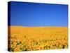 Sunflower-null-Stretched Canvas