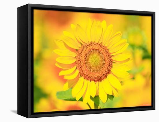 Sunflower-null-Framed Stretched Canvas