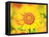 Sunflower-null-Framed Stretched Canvas