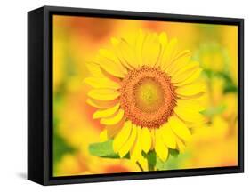 Sunflower-null-Framed Stretched Canvas