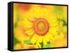 Sunflower-null-Framed Stretched Canvas