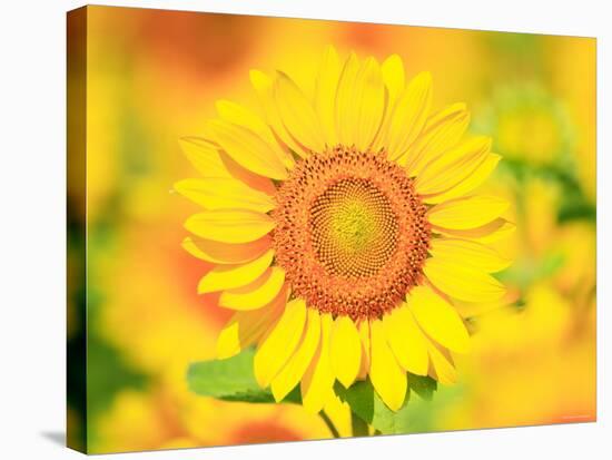 Sunflower-null-Stretched Canvas