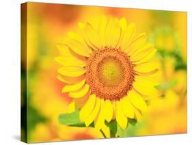 Sunflower-null-Stretched Canvas