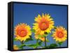 Sunflower-null-Framed Stretched Canvas