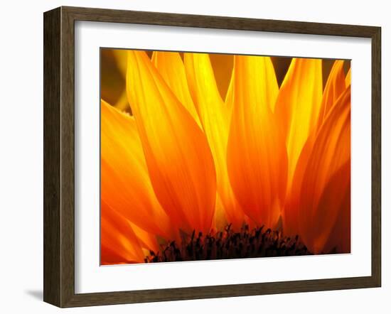 Sunflower-Nadia Isakova-Framed Premium Photographic Print