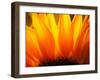 Sunflower-Nadia Isakova-Framed Premium Photographic Print