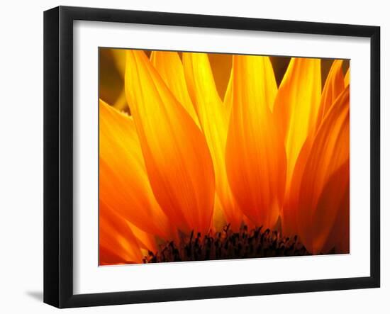 Sunflower-Nadia Isakova-Framed Premium Photographic Print