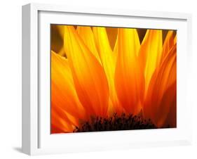 Sunflower-Nadia Isakova-Framed Premium Photographic Print