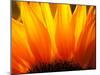 Sunflower-Nadia Isakova-Mounted Premium Photographic Print