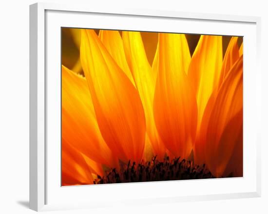 Sunflower-Nadia Isakova-Framed Photographic Print