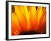 Sunflower-Nadia Isakova-Framed Photographic Print