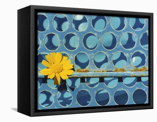 Sunflower-Martin Meyer-Framed Stretched Canvas