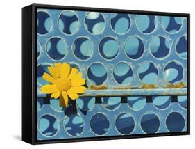 Sunflower-Martin Meyer-Framed Stretched Canvas