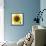 Sunflower-null-Framed Stretched Canvas displayed on a wall