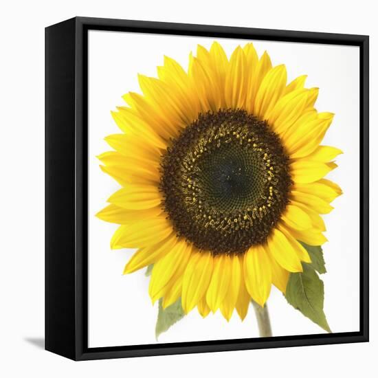 Sunflower-null-Framed Stretched Canvas