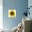 Sunflower-null-Stretched Canvas displayed on a wall