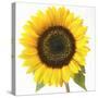 Sunflower-null-Stretched Canvas