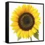 Sunflower-null-Framed Stretched Canvas