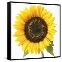Sunflower-null-Framed Stretched Canvas