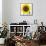 Sunflower-null-Framed Stretched Canvas displayed on a wall