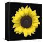 Sunflower-null-Framed Stretched Canvas