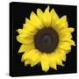 Sunflower-null-Stretched Canvas