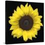 Sunflower-null-Stretched Canvas