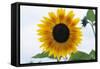 Sunflower-null-Framed Stretched Canvas