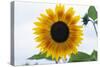 Sunflower-null-Stretched Canvas