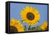 Sunflower-null-Framed Stretched Canvas