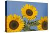 Sunflower-null-Stretched Canvas