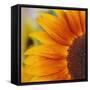 Sunflower-DLILLC-Framed Stretched Canvas