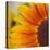 Sunflower-DLILLC-Stretched Canvas