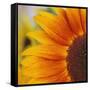 Sunflower-DLILLC-Framed Stretched Canvas