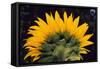 Sunflower-DLILLC-Framed Stretched Canvas