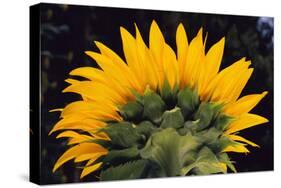 Sunflower-DLILLC-Stretched Canvas