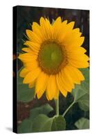 Sunflower-DLILLC-Stretched Canvas