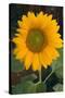 Sunflower-DLILLC-Stretched Canvas