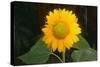 Sunflower-DLILLC-Stretched Canvas